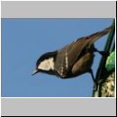 Parus ater - Tannenmeise 04.jpg